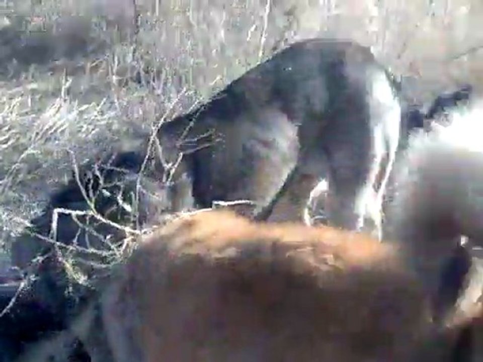 efsane keş oğlu yobazın kardeşi asil ve arap