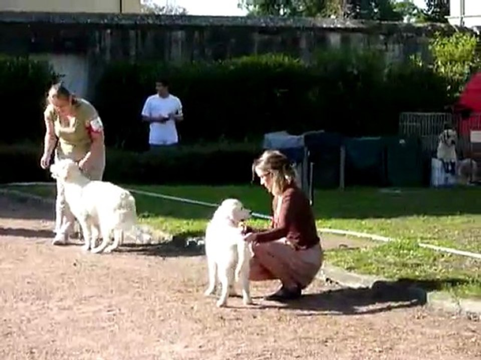 Centenaire Roiffé  9-9-11 (2) Toutes les puppy femelle