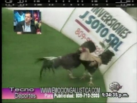 2da Parte Resumen Gallistico Programa TECNODEPORTES Viernes 18-11-2011 por Manuel Perelló.-