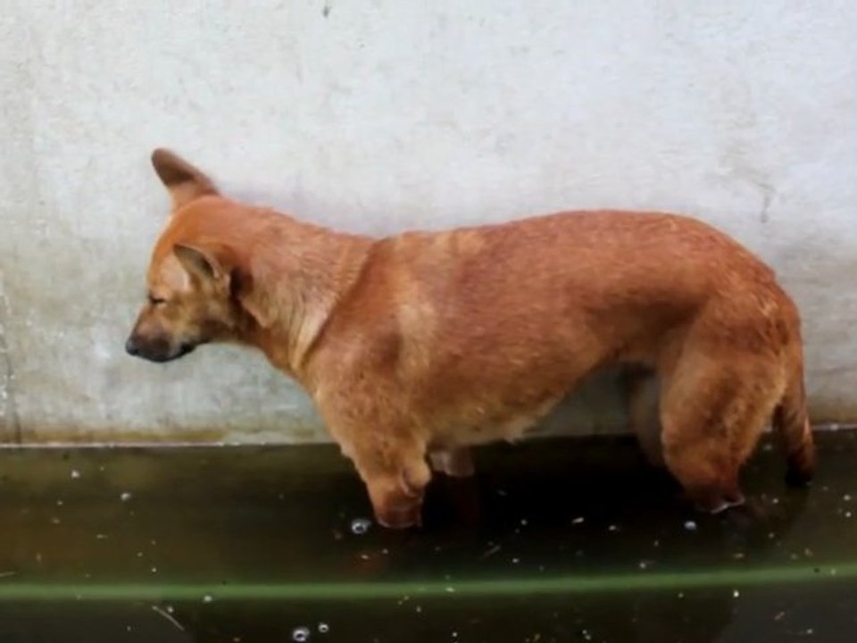 Chien qui dort debout et tombe dans l'eau sale