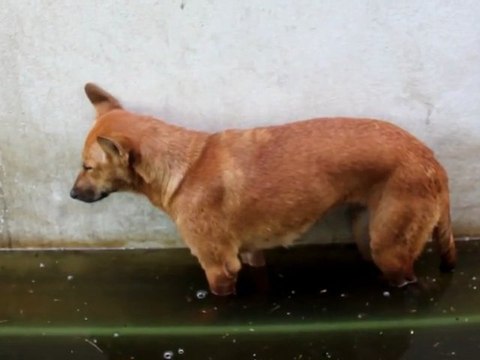 Chien qui dort debout et tombe dans l'eau sale