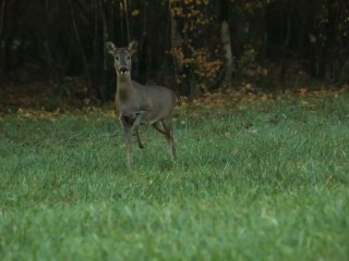 Rencontre avec les chevreuils