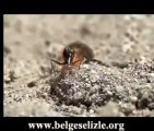 Karınca  Arı Düellosu www.belgeselizle.org
