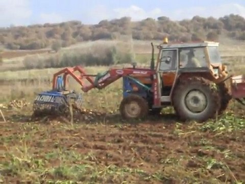 GÜZELBEYLİ KASABASINDA ARIN TERİ İLE PANCAR KESMESİ