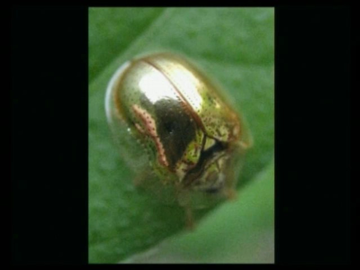 Ceylan Özbudak: Altın Kaplumbağa Böceği - Video Dailymotion