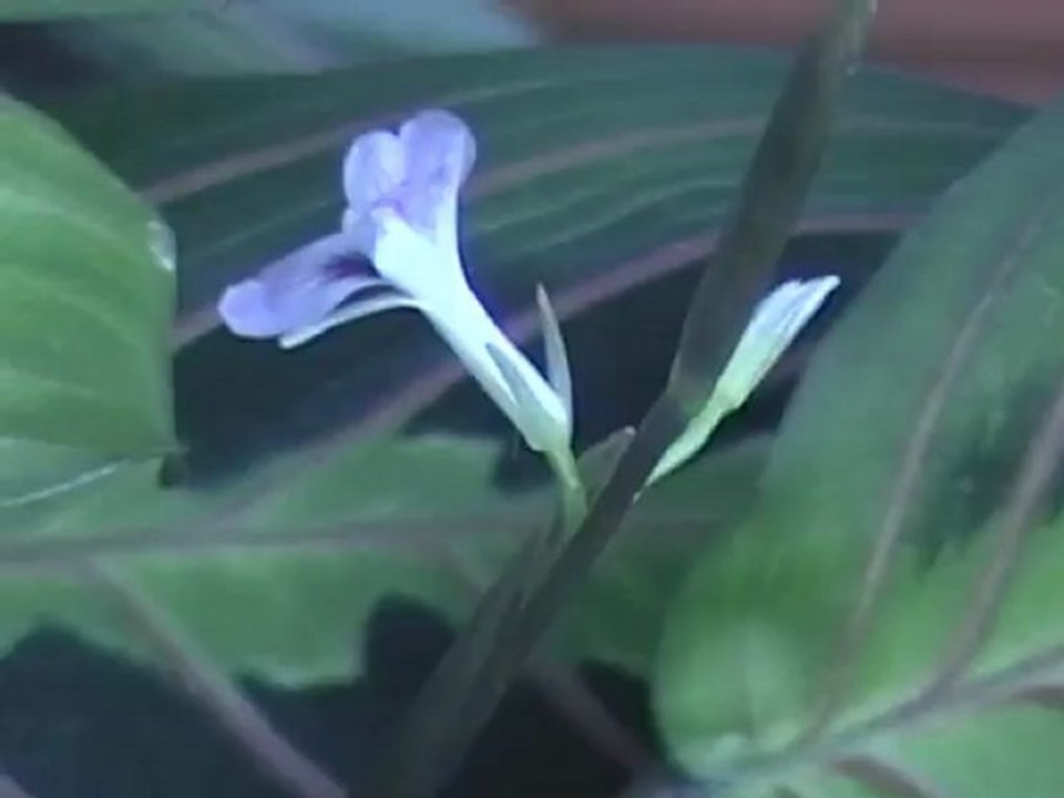 VTS_01_2_xvid_4