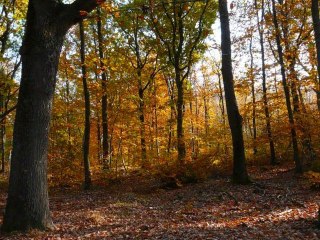 Lundi 31 Octobre 2011 en Forêt de Montmorency