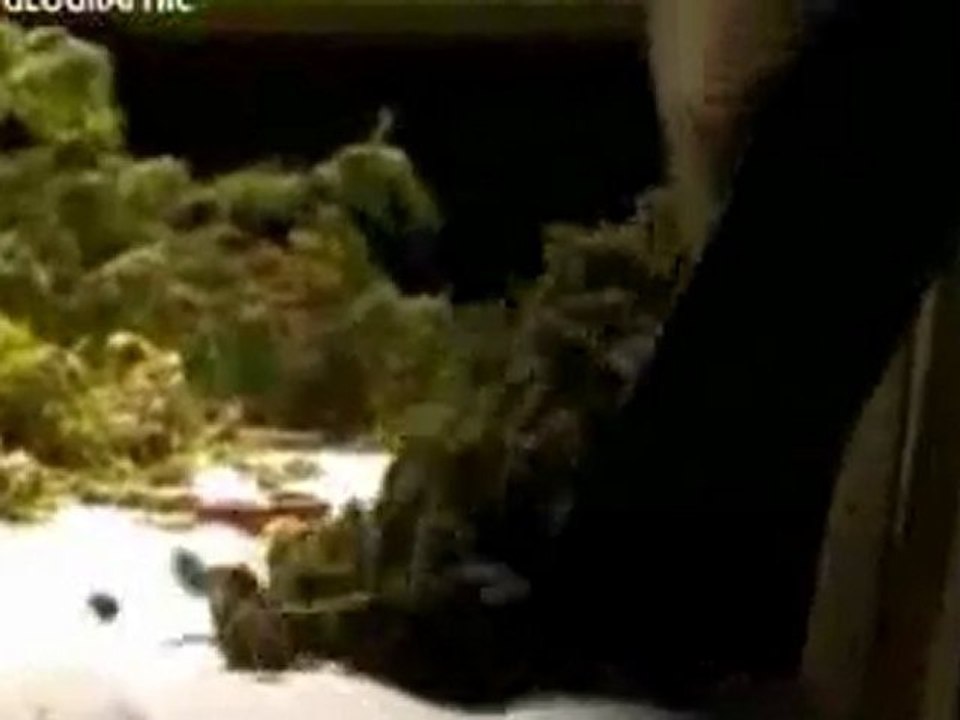 Le cannabis ?