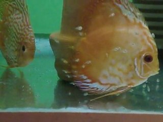 discus and babies