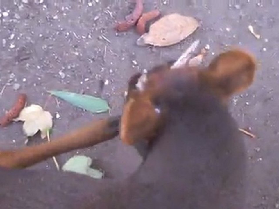 WAPO L'HOMME QUI A CRESSER LE PUDU (POUDOU) DU SUD
