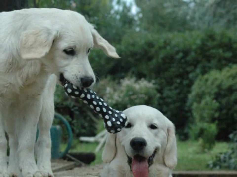 Guidelle 5 mois Gaia 6 mois