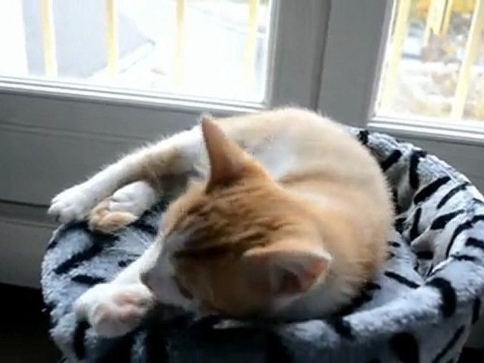 Lust the cat