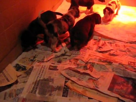 chiots dogues Allemands à 24 jours. Elevage des Varennes Mystiques