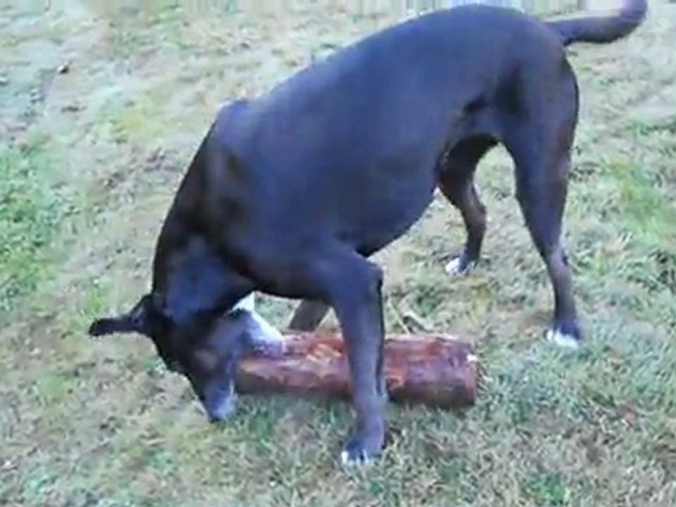 bûche2