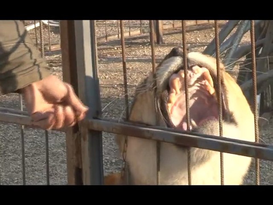 Bêtes d'Yvelines avec les lions de Bouglione