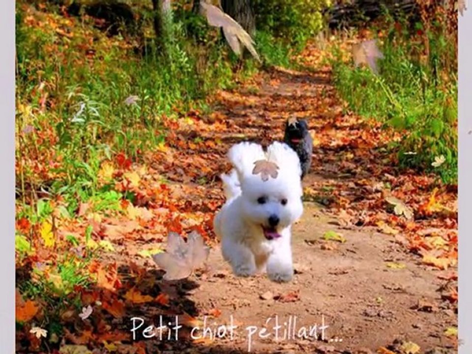 Chiots_Bichons_Frises__p2
