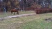 Konie w parku