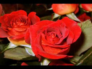 Yaşar YAĞMUR - Sen kımseyı sevemezsın