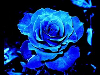 Yaşar YAĞMUR - Şamama