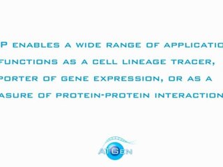 Green Fluorescent Protein Antibody