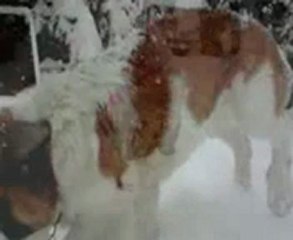 my BB dog,first winter with him ! Falko