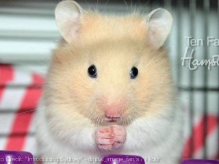 Download Video: Hamsters - 10 Facts About Me