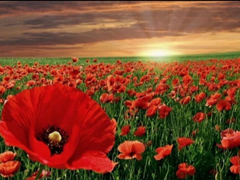 Richard Clayderman - ballade pour adeline - Gelincikler