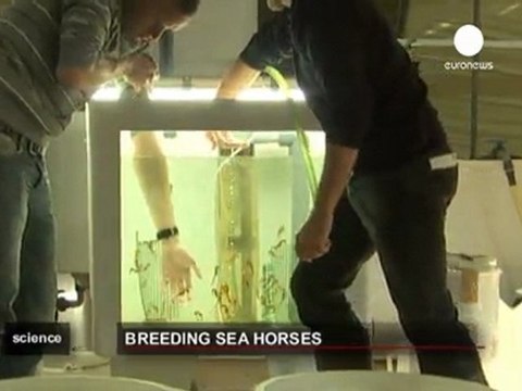 Biologie marine : des hippocampes réintroduits dans...