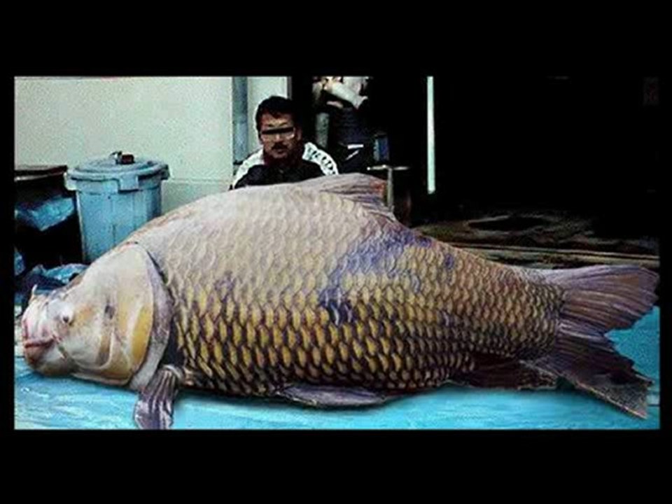 Les Animaux les plus grands
