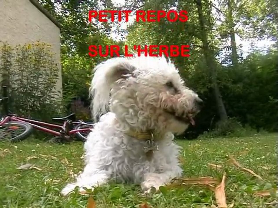 BICHON FRISE UNE VIE DE CHIEN!