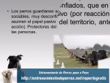Adiestramiento Canino para Perros Guardian