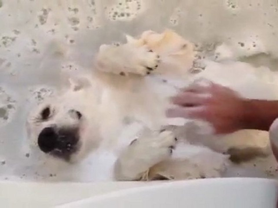 Casper, le chien qui aime prendre le bain