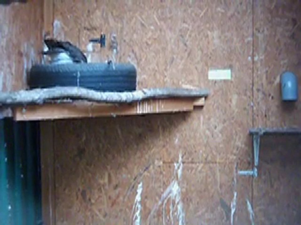 reproduction autour des palombes