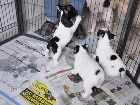 Les bébés de Dulciné et de Lucas