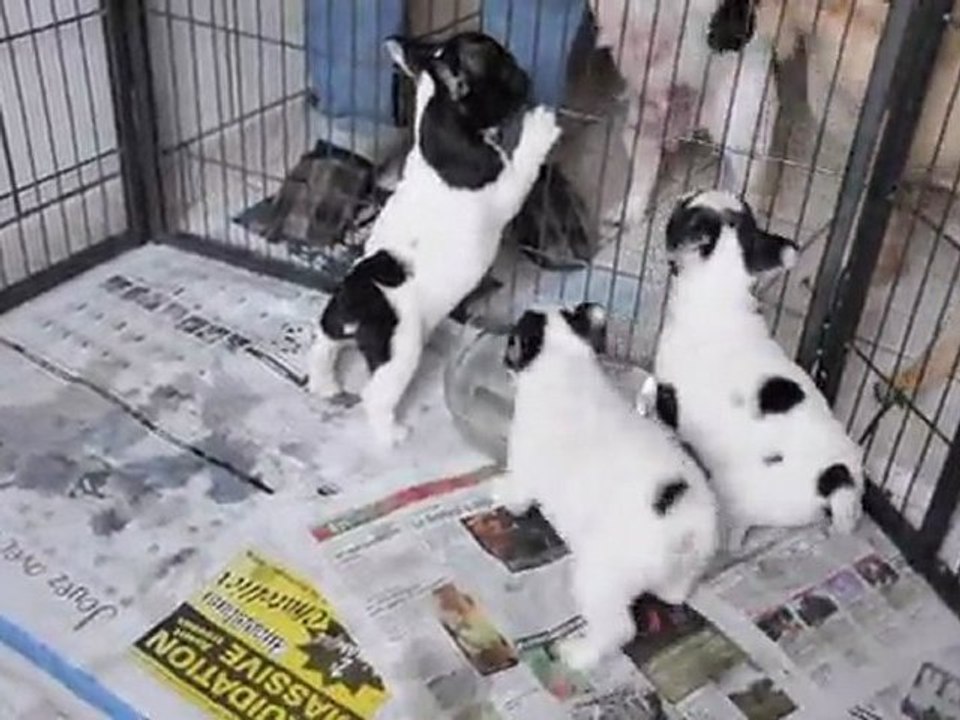 Les bébés de Dulciné et de Lucas