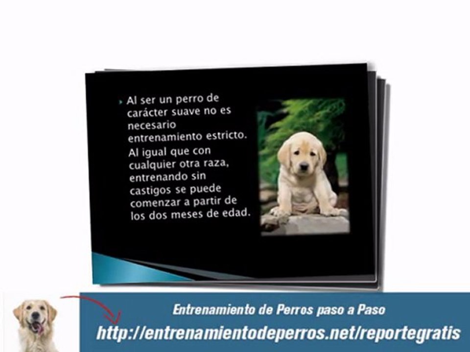 Entrenamiento de Perros y Adiestramiento de Cachorros
