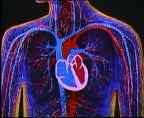 KALBİN YAPISI VE ÇALIŞMASI