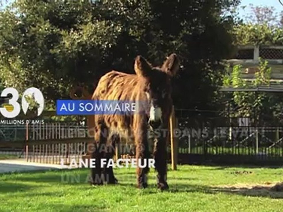 Sommaire émission 30 Millions d'Amis 4/12/2011