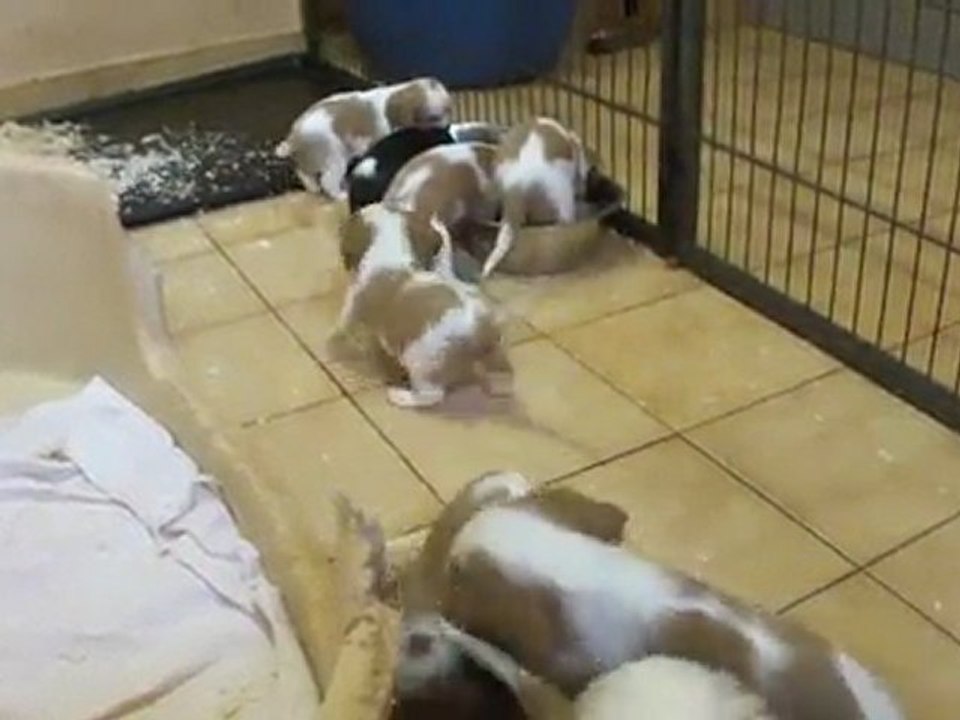 Cavaliers King Charles