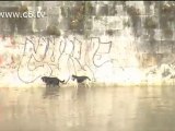 Nubifragio Roma: dopo l'alluvione il Tevere sembra un cassonetto dei rifiuti