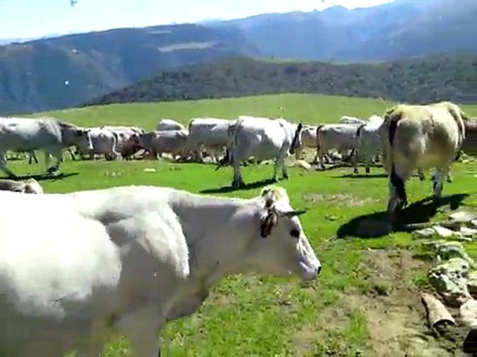 GR10 Ariègeois, distribution de sel, le 09/092011 à 13h14