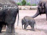 Baby Elephants - 10 Facts About Me