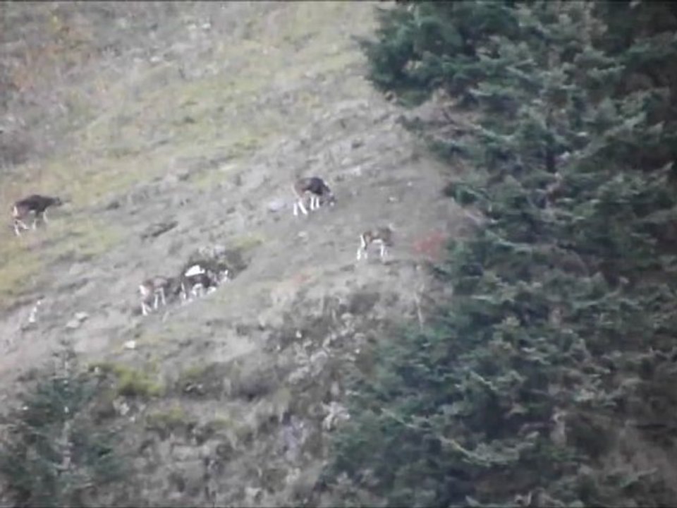 chamois 1 decembre 2011