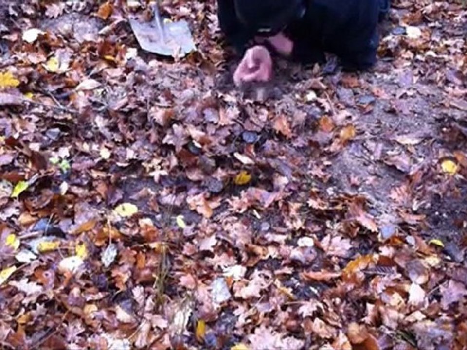 parodik'prospection II