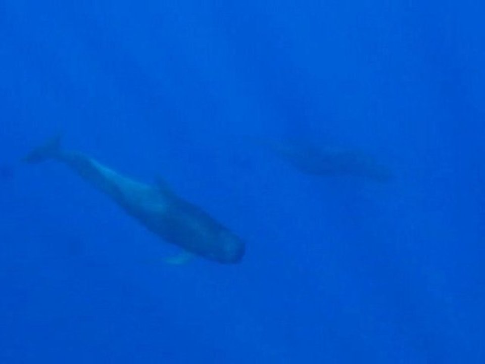 Globicéphales à Moorea (Polynésie française)