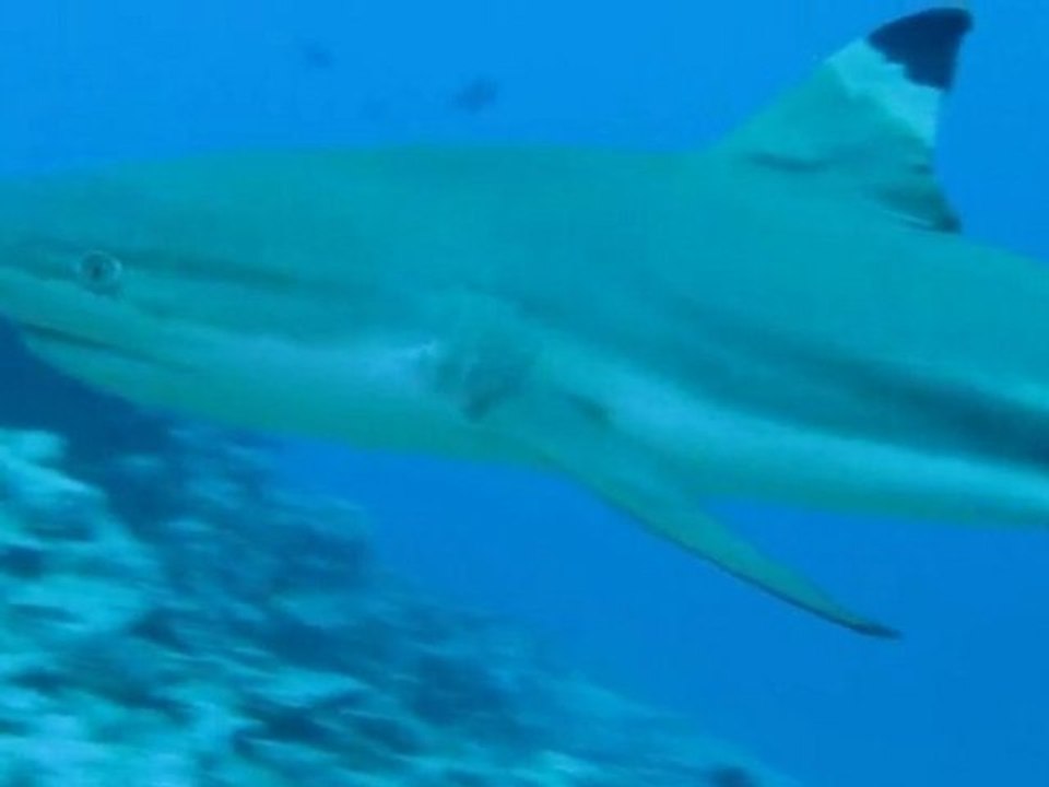 Requins des canyons d'Opunohu - Moorea
