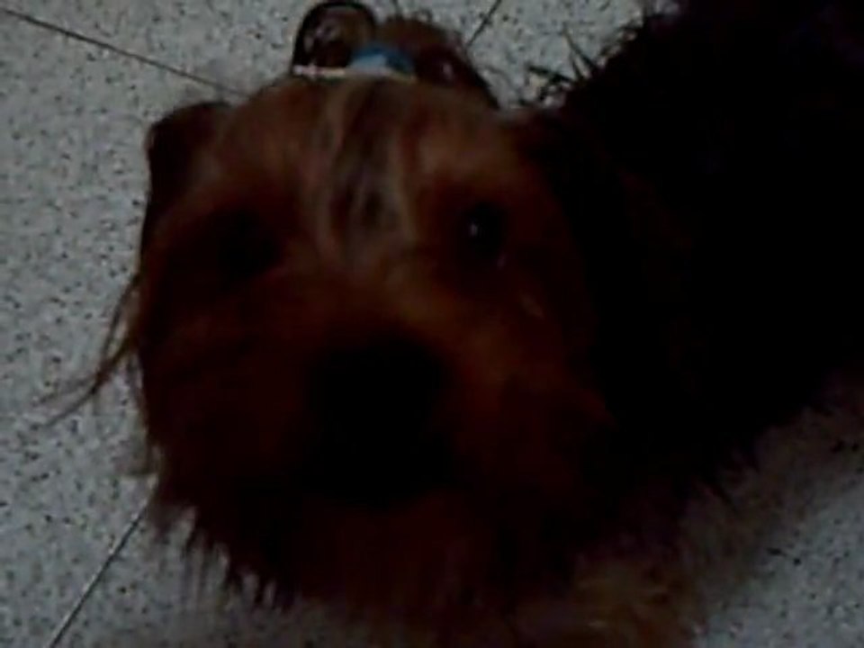 Coco_recien_bañado