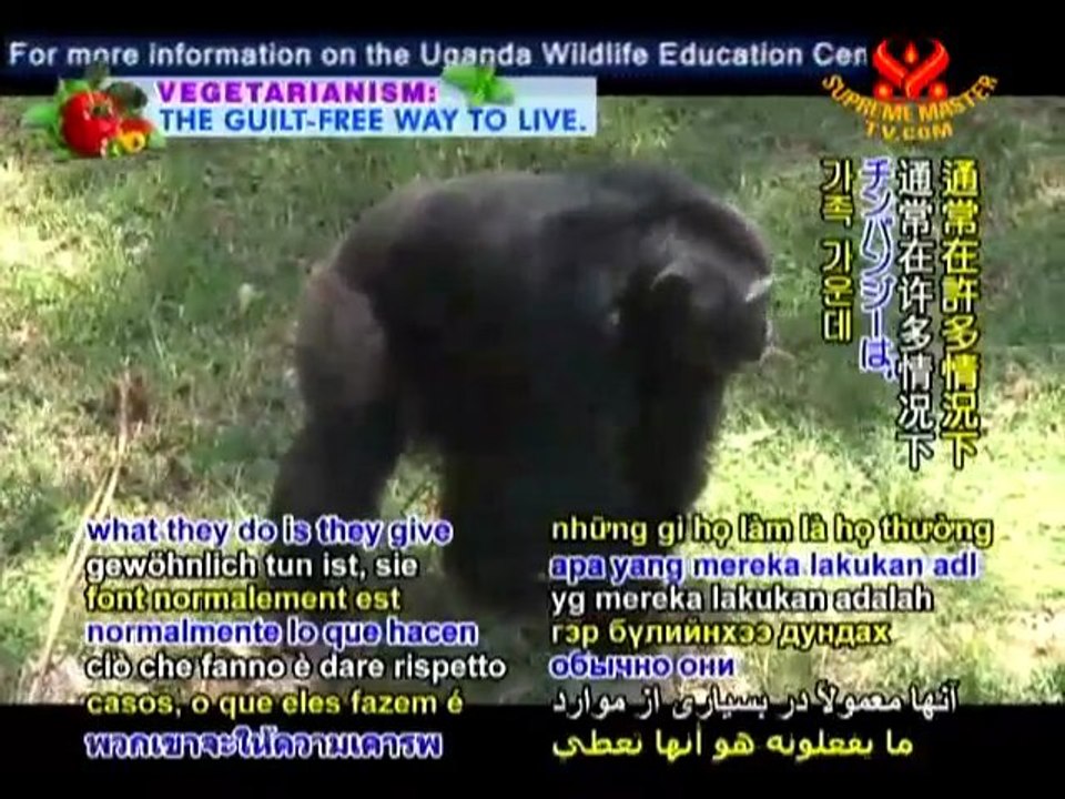 Meet the Chimps of the Uganda Wildlife Education Center!