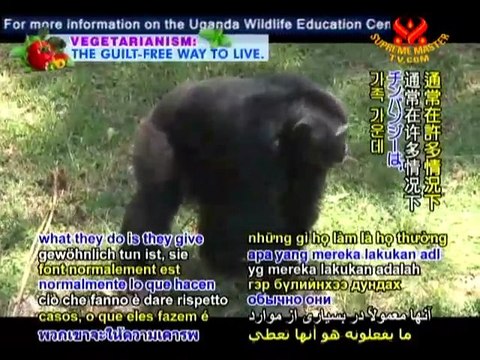 Meet the Chimps of the Uganda Wildlife Education Center!