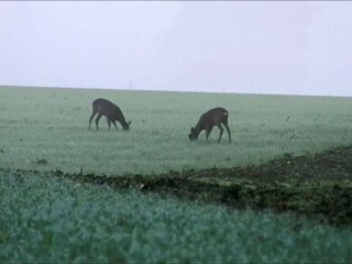 Chevreuils dans la brume
